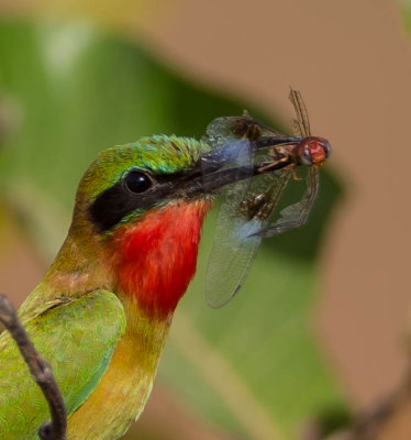 Red-breasted Bee-eater, Roodkeel Bijeneter