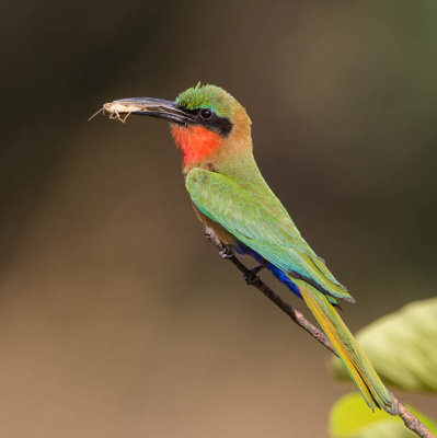 Red-breasted Bee-eater, Roodkeel Bijeneter