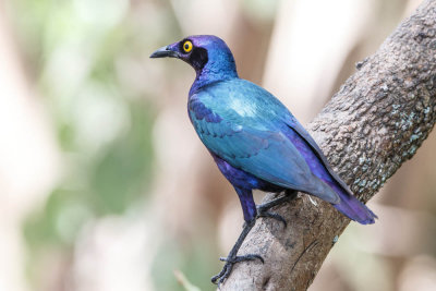 purperglansspreeuw,purple glossy starling