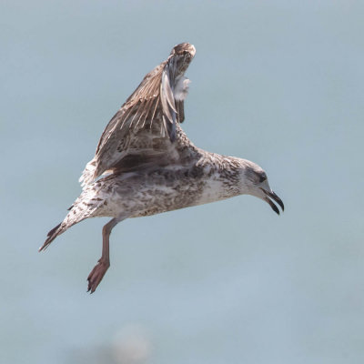 Kelp Gull, Kelpmeeuw