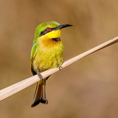 Little Bee-eater, Dwergbijeneter