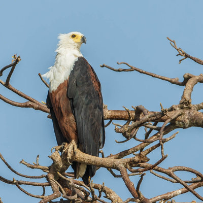African Fish Eagle, Afrikaanse visarend