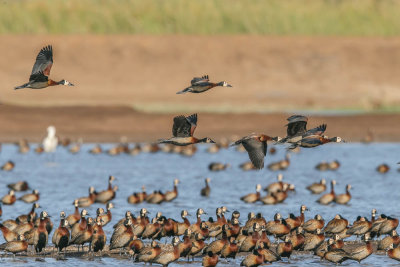 White-faced whistlingduck,witwangfluiteend