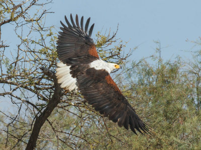 African Fish Eagle, Afrikaanse visarend