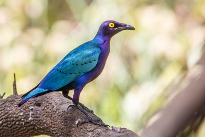 purperglansspreeuw,purple glossy starling