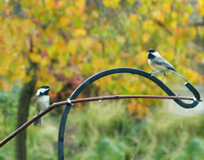 Pair of Chickadees.jpg