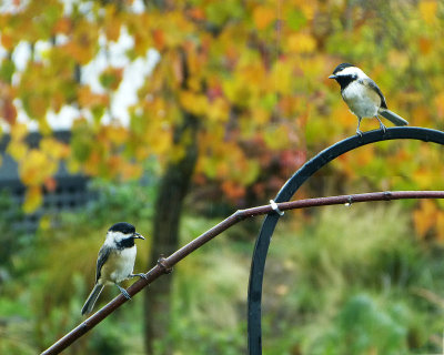 pair of chickadees 2.jpg