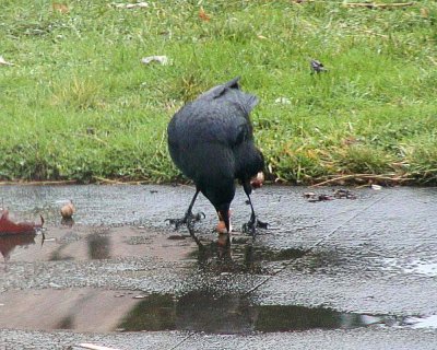 1194103.crow9b.jpg