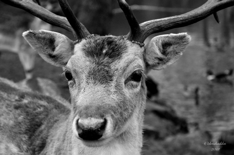 # 11 - B & W - Dear Deer