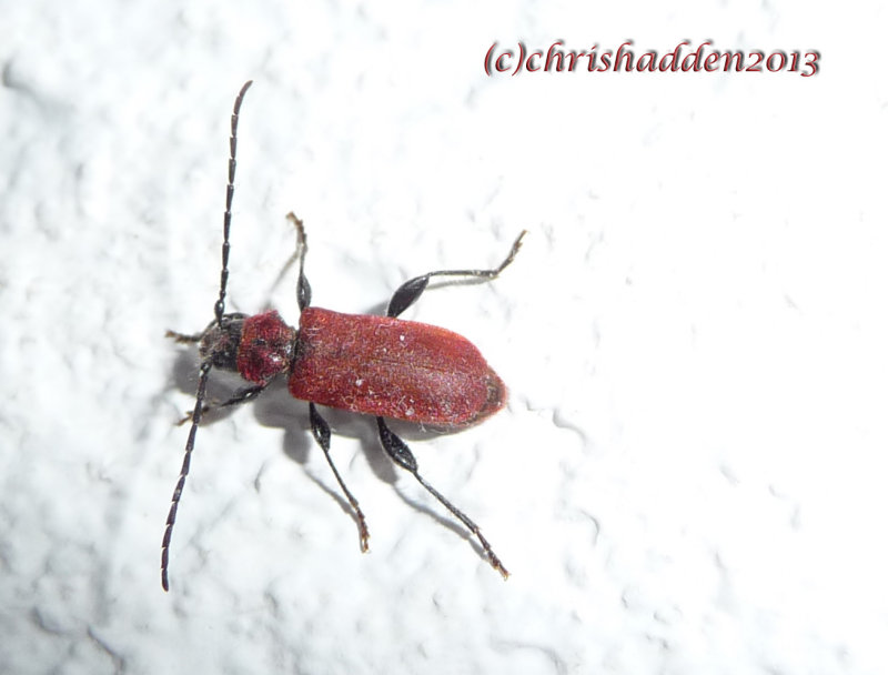 # 24 - Leptura rubra (?)