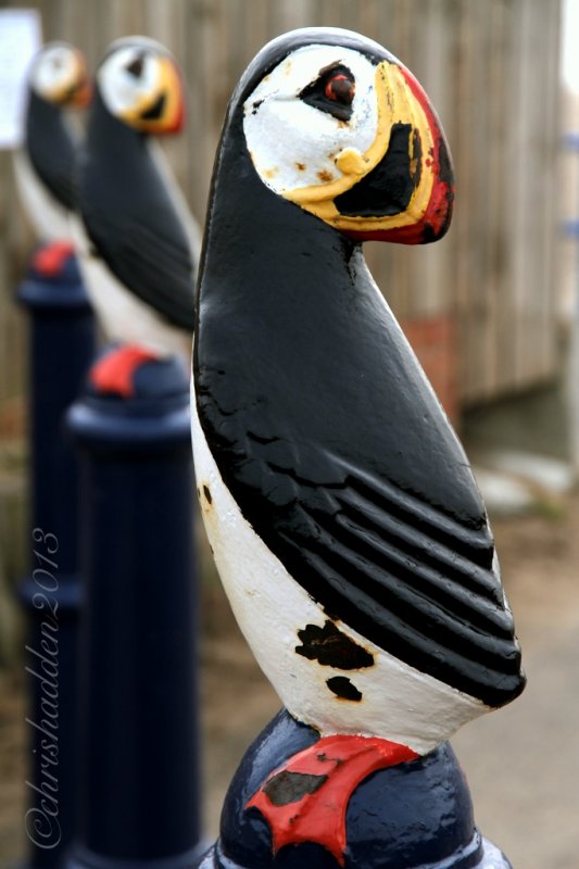Puffins in Newbiggin by the Sea