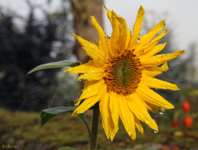 Sunflower Haiku # 13