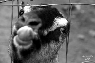 # 4 - B&W - the eyes have it