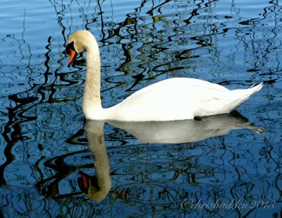 Swanning around