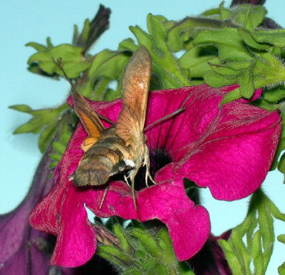 hummingbird moth