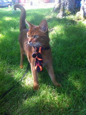 Clancy modeling Tinys Tie