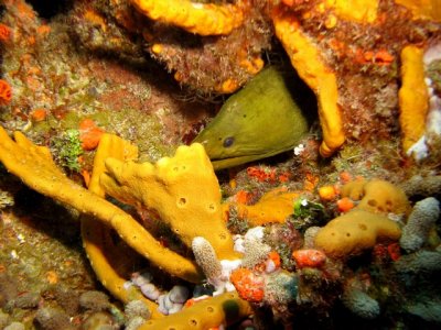 Full moray
