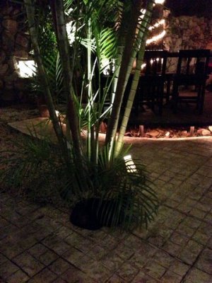 Look closely - the black Kinta cat is hiding in the tree in the restaurant