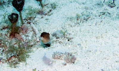 Cozumel - Palancar Caves April 21 1.jpg