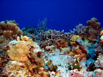 Cozumel - Palancar Caves April 21 3.jpg