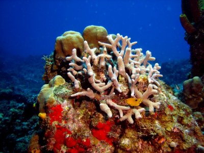 Cozumel - Palancar Caves April 21 12.jpg