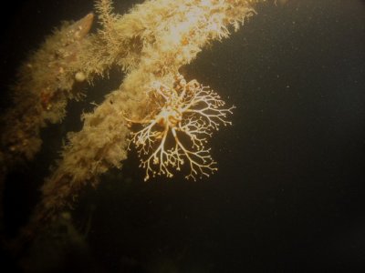 A basket star has attached itself to the wreck