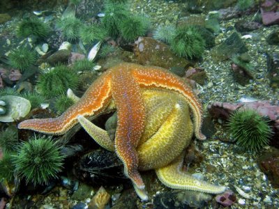 Starfish orgy