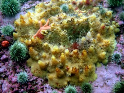 Sponges, urchins and a seastar