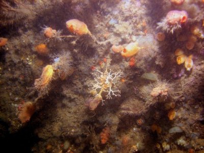 A little basket star - there were many at this location