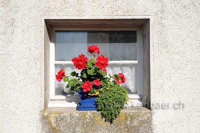 Fenster (126762)