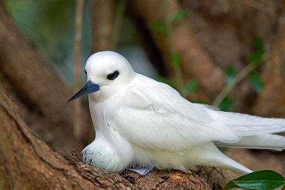 Tern Galleries