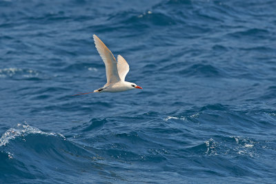 DSC_0500.jpg