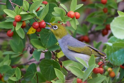 Silvereye