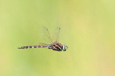 DSC_1232.jpg