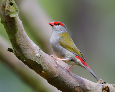 Red-Browed Finch Gallery