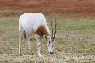 Scimitar- Horned Oryx