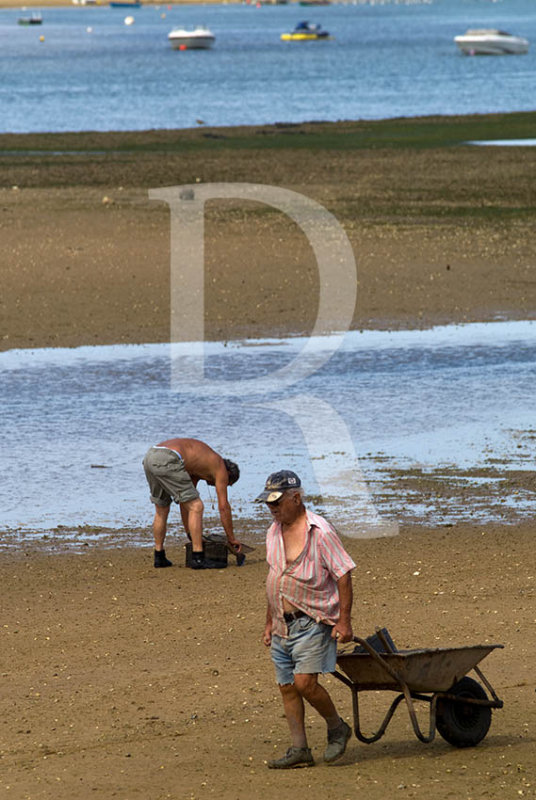 A Apanha de Marisco na Ria Formosa