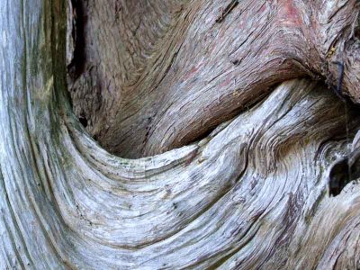 Intanglement of Cedar