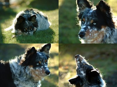 4dog.jpg