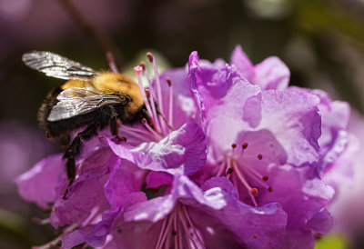 Bumble Bees Playground