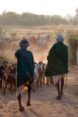 Herders Chhattisgarh India