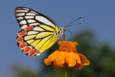 Vlinder Noord India