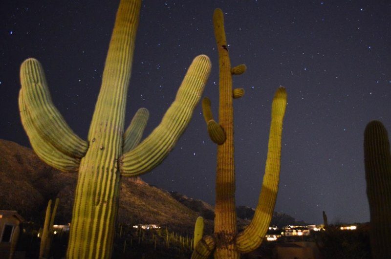 Saguaro Cactus