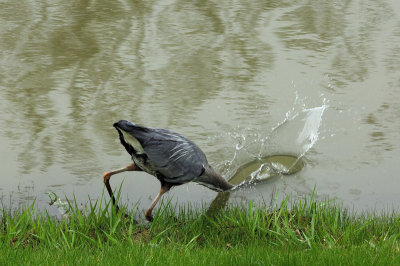 Heron 4.jpg