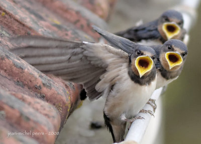 Hirundo rustica - Hirondelle rustique - Barn Swallow