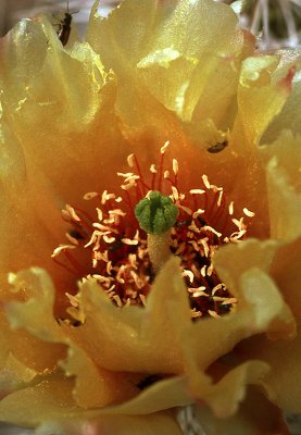 Southwestern Flora