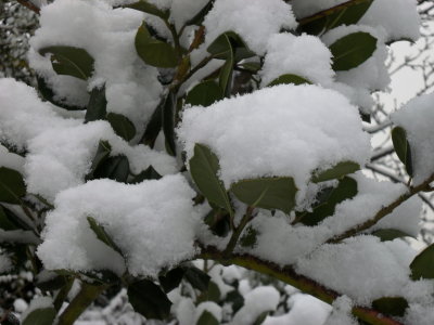 HOLLY CUPS OF SNOW