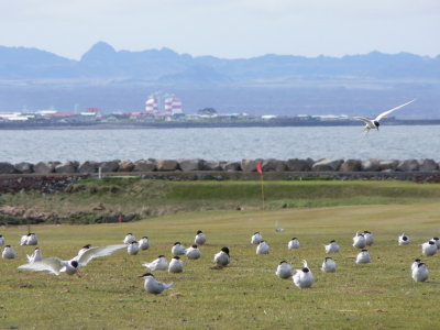 Krur  golfvelli