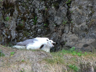 Fulmar