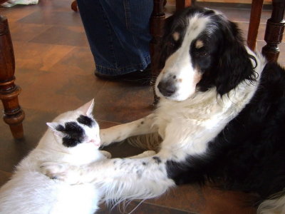 Cat and dog